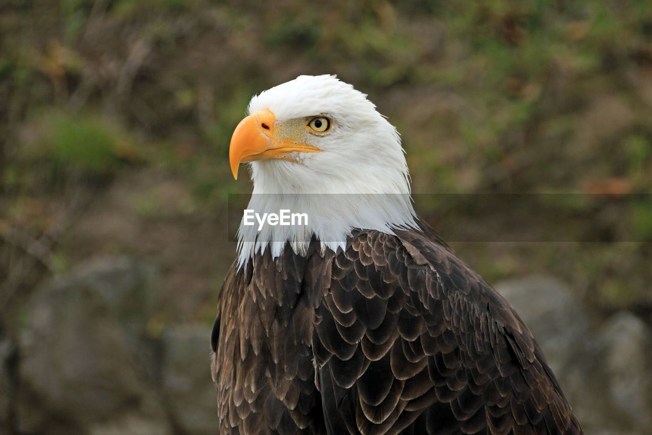 Close-up of bald eagle looking away outdoors