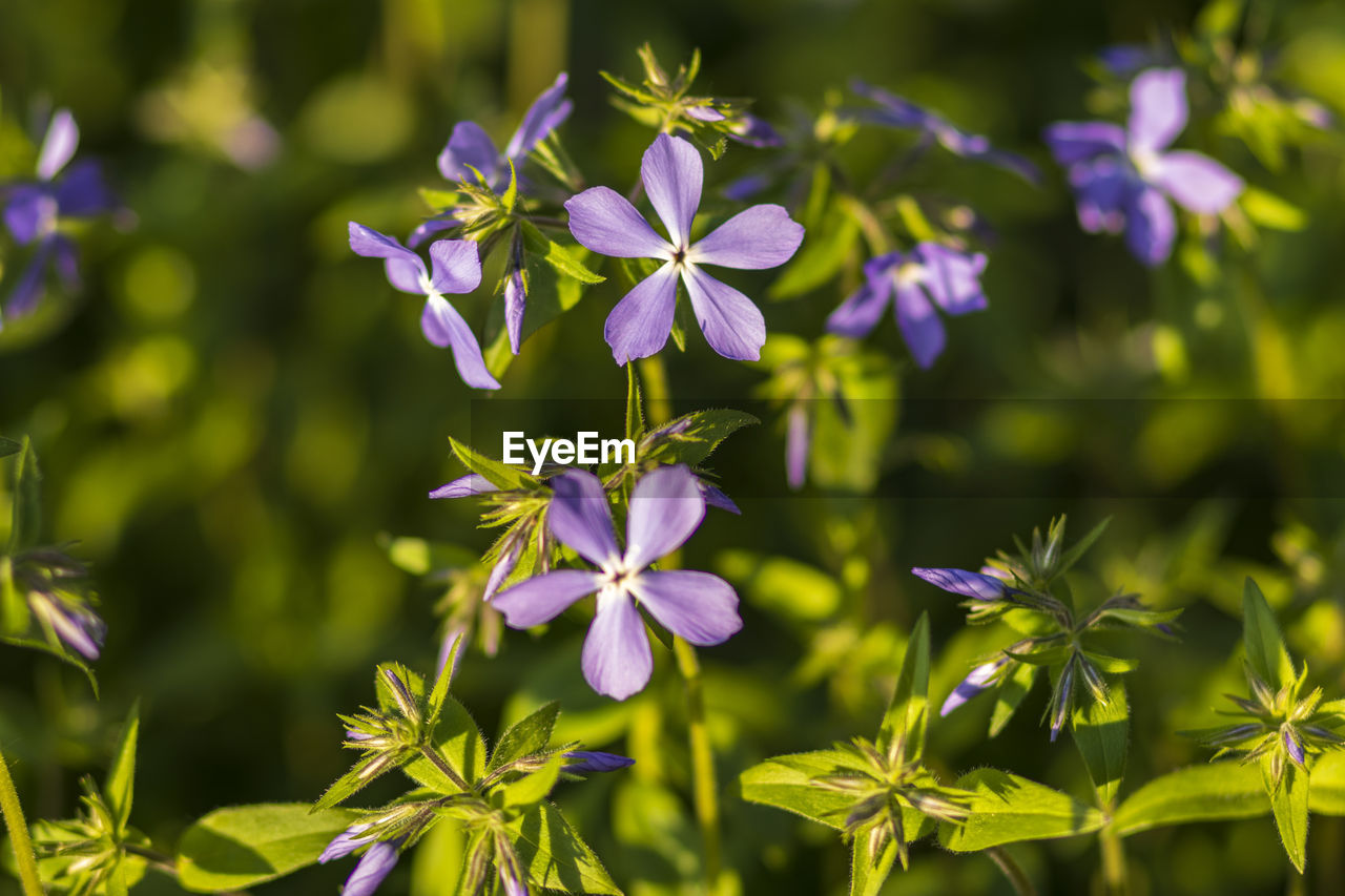 Close-up of purple flowering plants