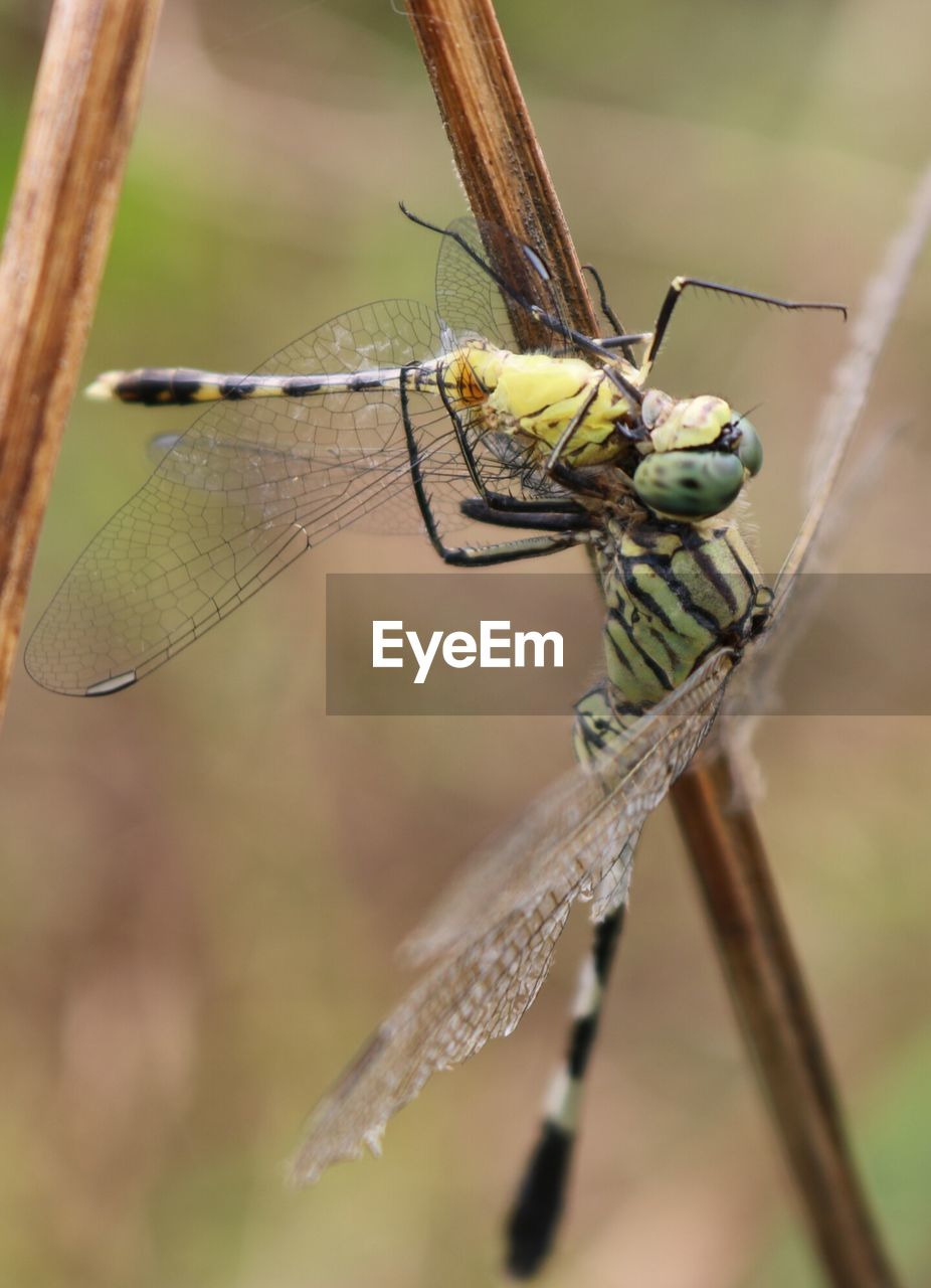 Close-up of damselfly on leaf