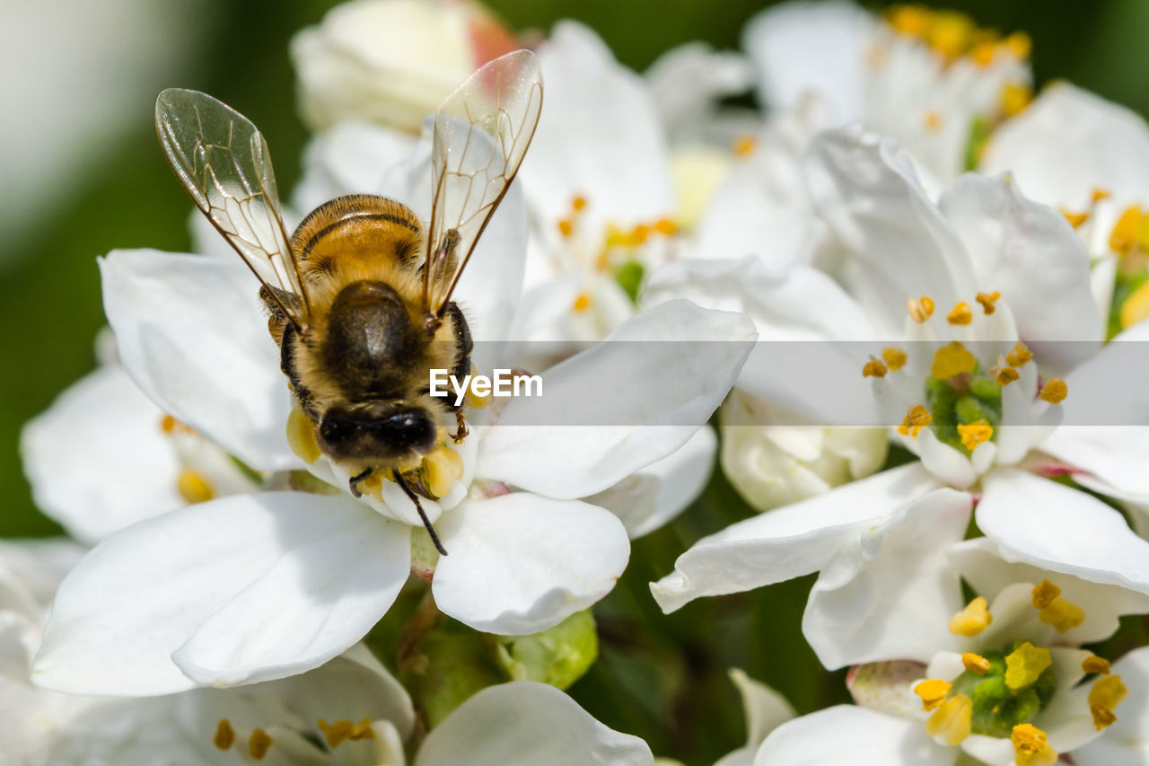 Honey bee on white flowers 