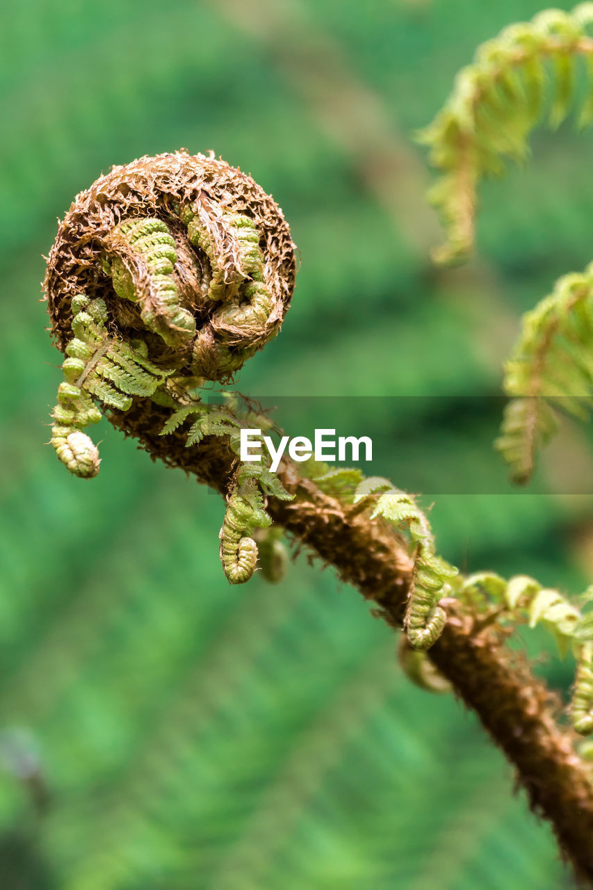 CLOSE-UP OF DEAD PLANT