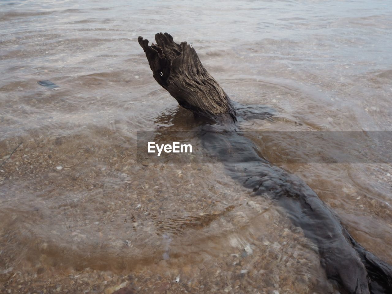 HIGH ANGLE VIEW OF BIRD