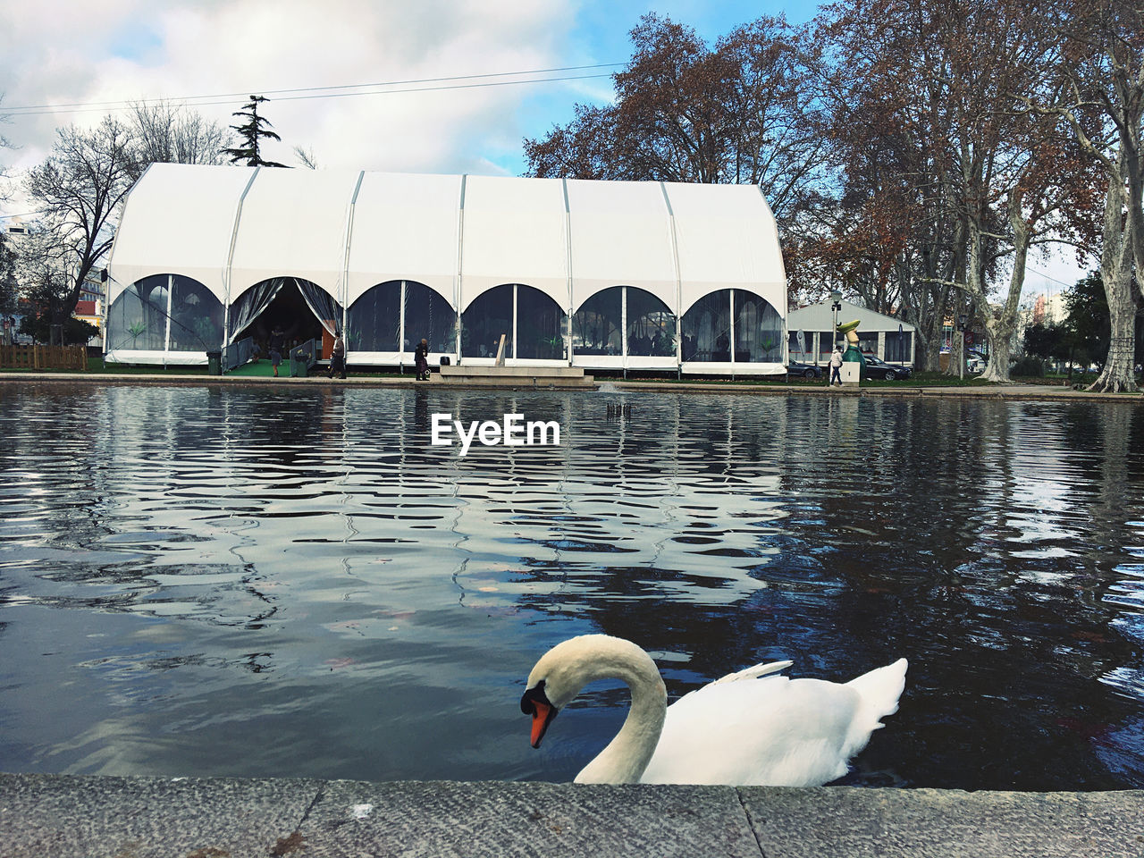 SWAN FLOATING ON LAKE