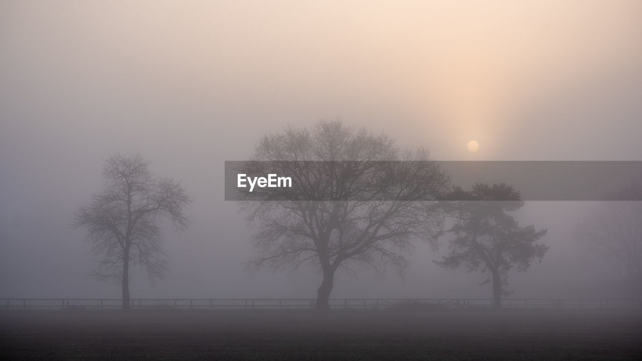 Silhouette trees on field against sky during foggy weather