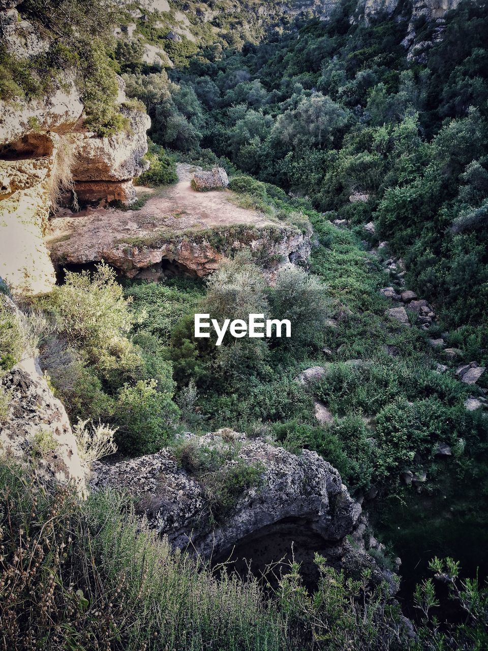 High angle view of rocks in forest