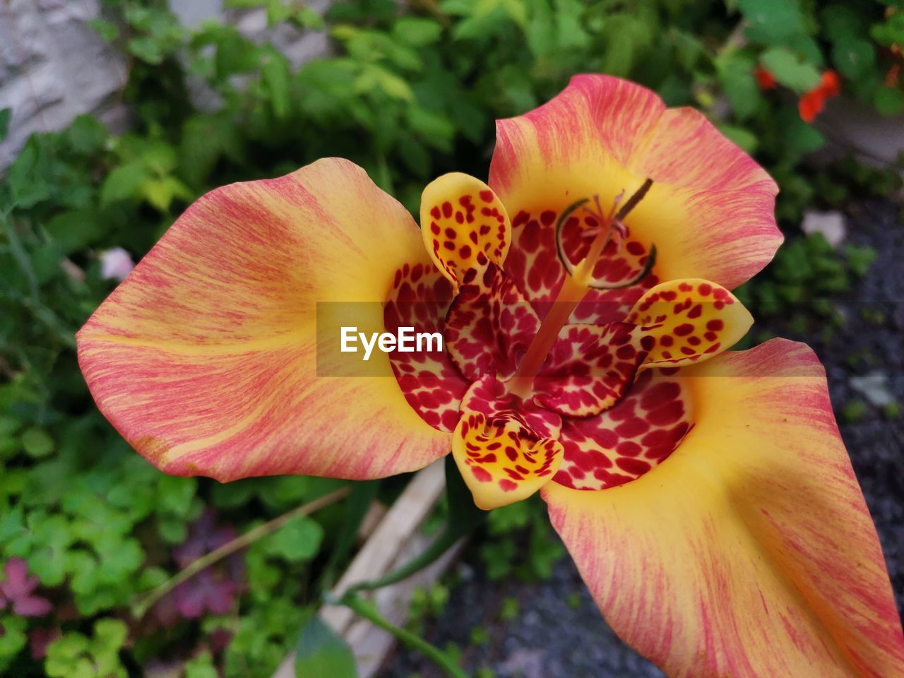 flower, flowering plant, plant, beauty in nature, freshness, petal, flower head, fragility, inflorescence, close-up, growth, nature, yellow, pollen, macro photography, no people, focus on foreground, stamen, outdoors, botany, red, pink, day, blossom, springtime