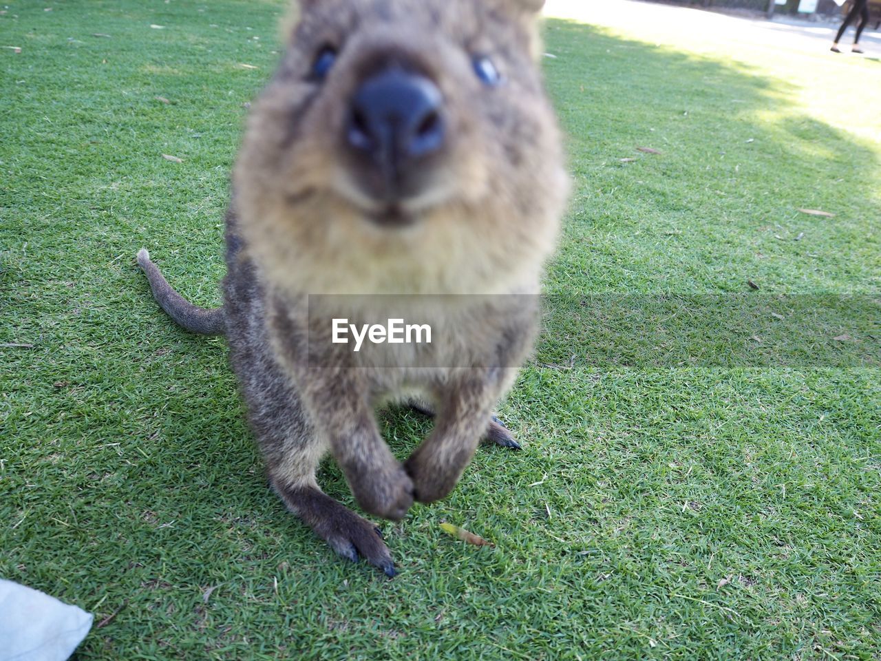 MEERKAT ON GRASS