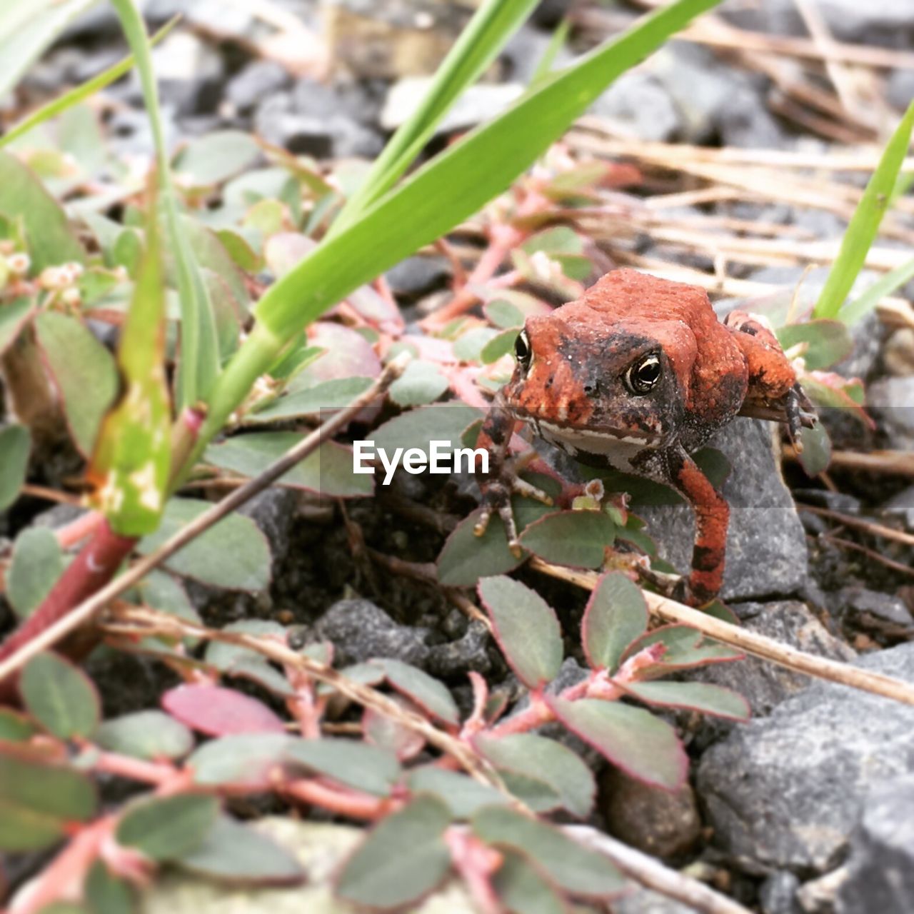 Close-up of lizard on plant