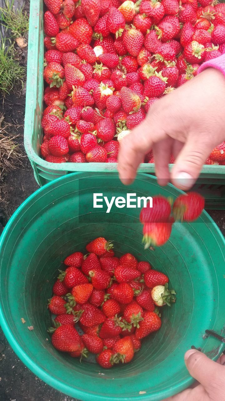 HIGH ANGLE VIEW OF WOMAN HOLDING STRAWBERRY