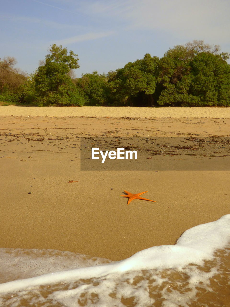 High angle view of dead orange starfish at beach