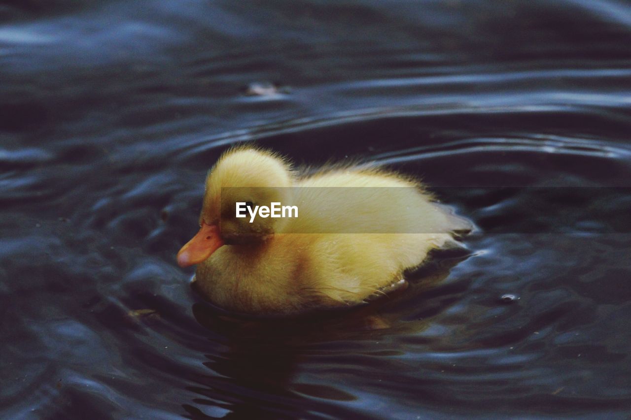 CLOSE-UP OF BIRD ON WATER