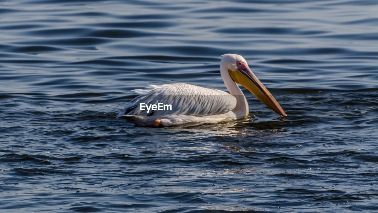 DUCK SWIMMING ON LAKE