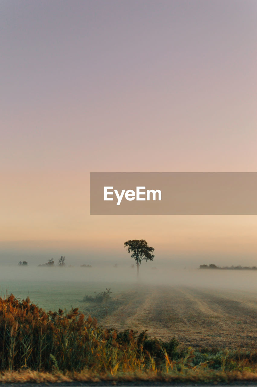 Tree in fog during sunrise