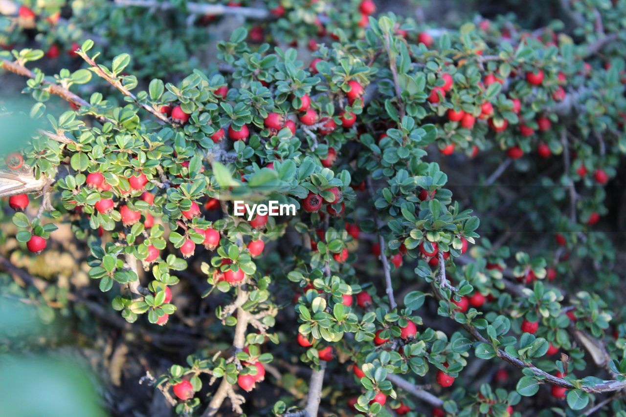 High angle view of berries growing on plants