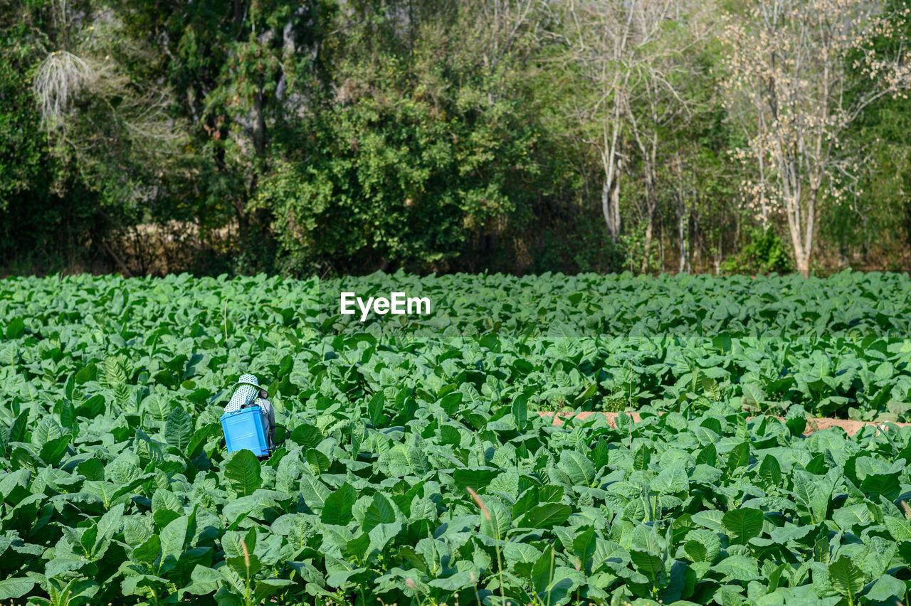 Farmer working amidst plants in farm