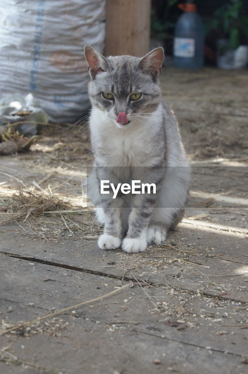 Portrait of cat sitting on footpath