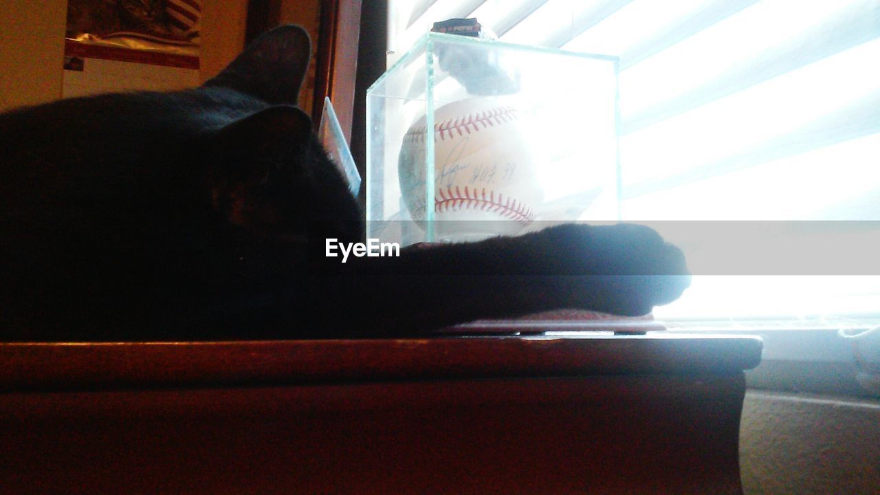 Cat sleeping with baseball in glass case on table by window