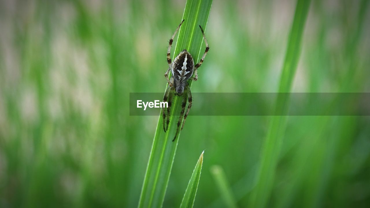 Close-up of spider on plant