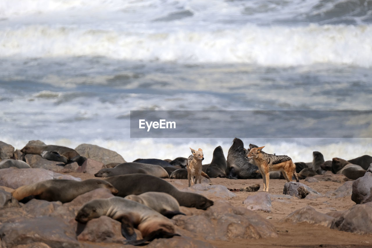 Cape cross seal reserve, namibia