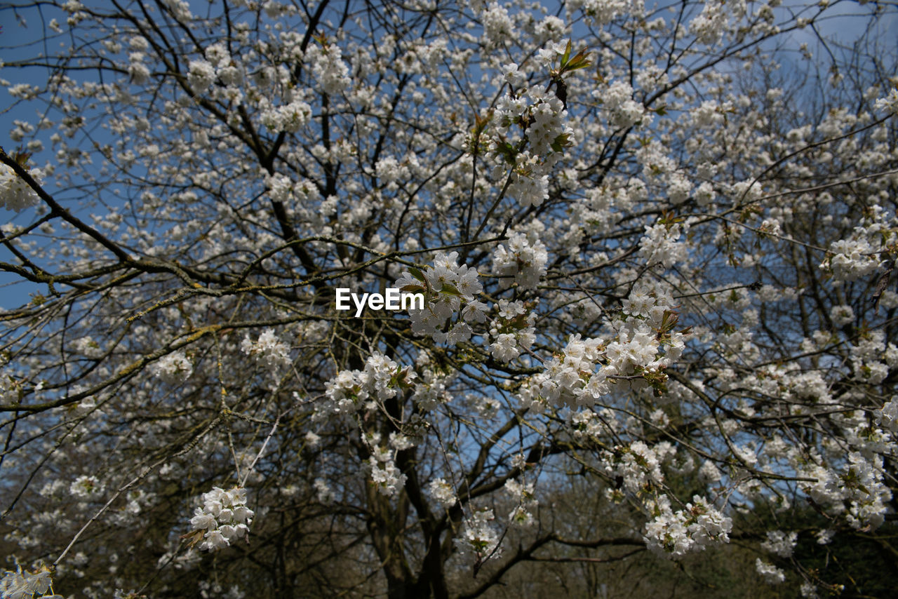 LOW ANGLE VIEW OF CHERRY BLOSSOMS IN SPRING