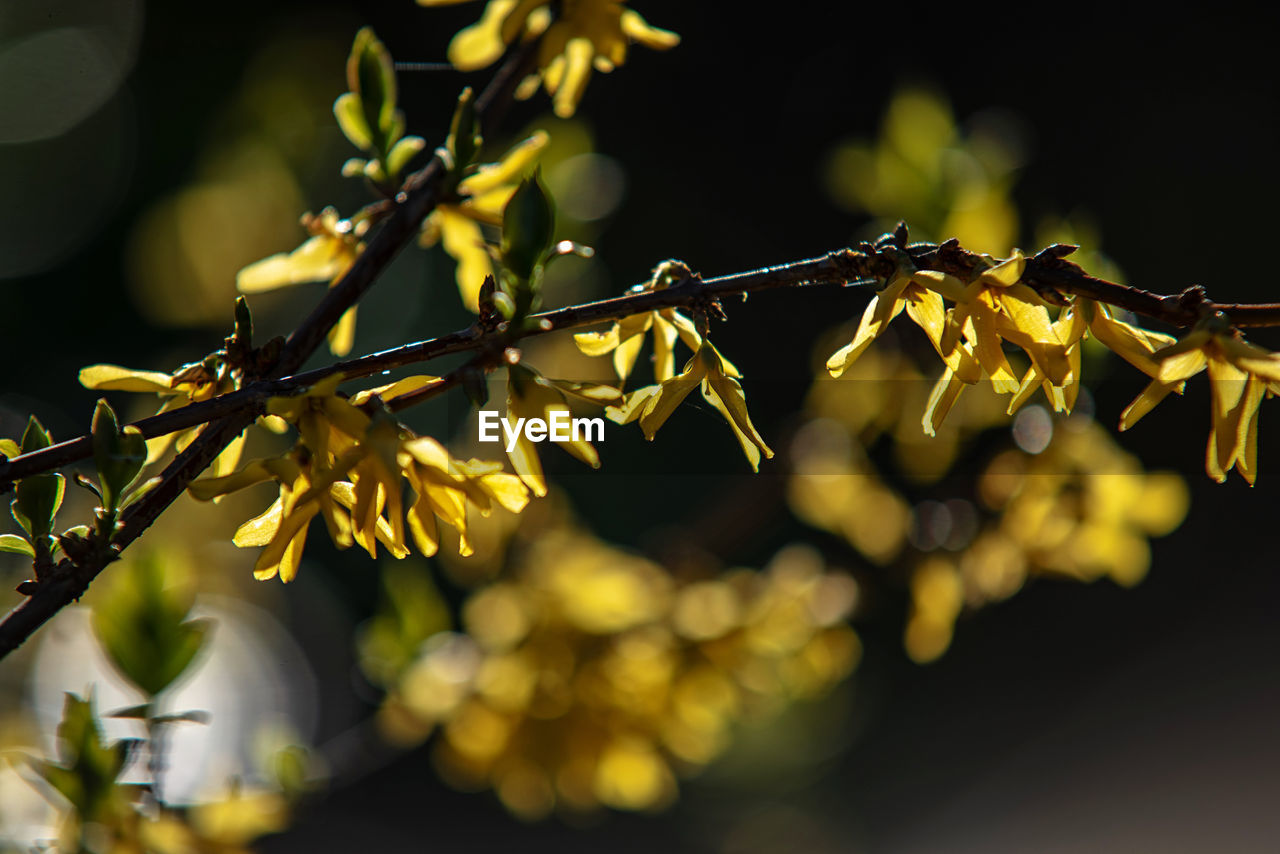 Close-up of flowering plant