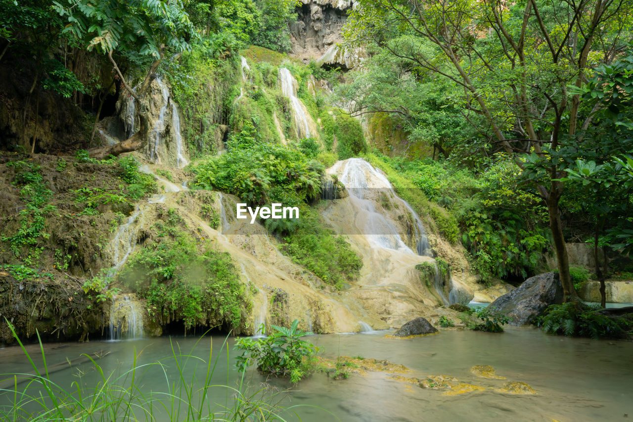 scenic view of river amidst trees