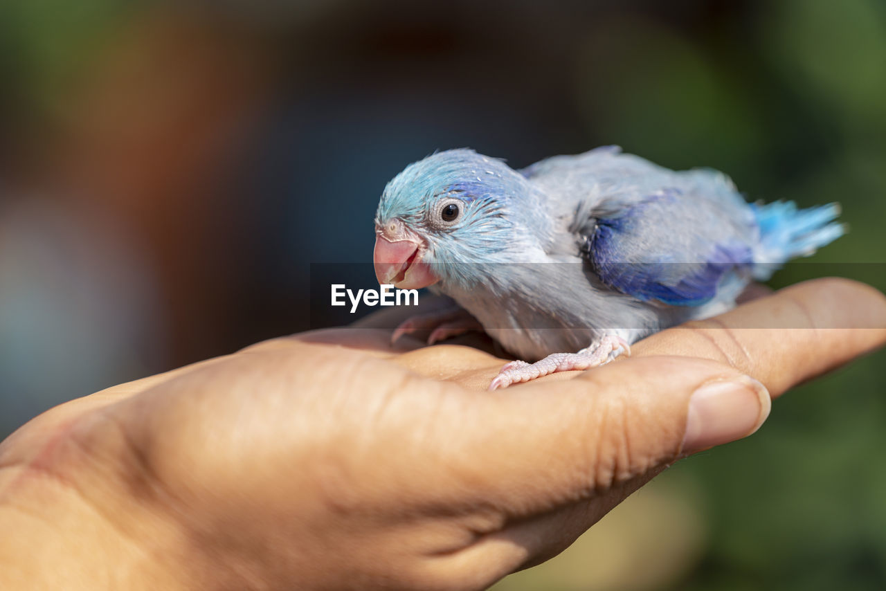CROPPED IMAGE OF HAND HOLDING BIRD