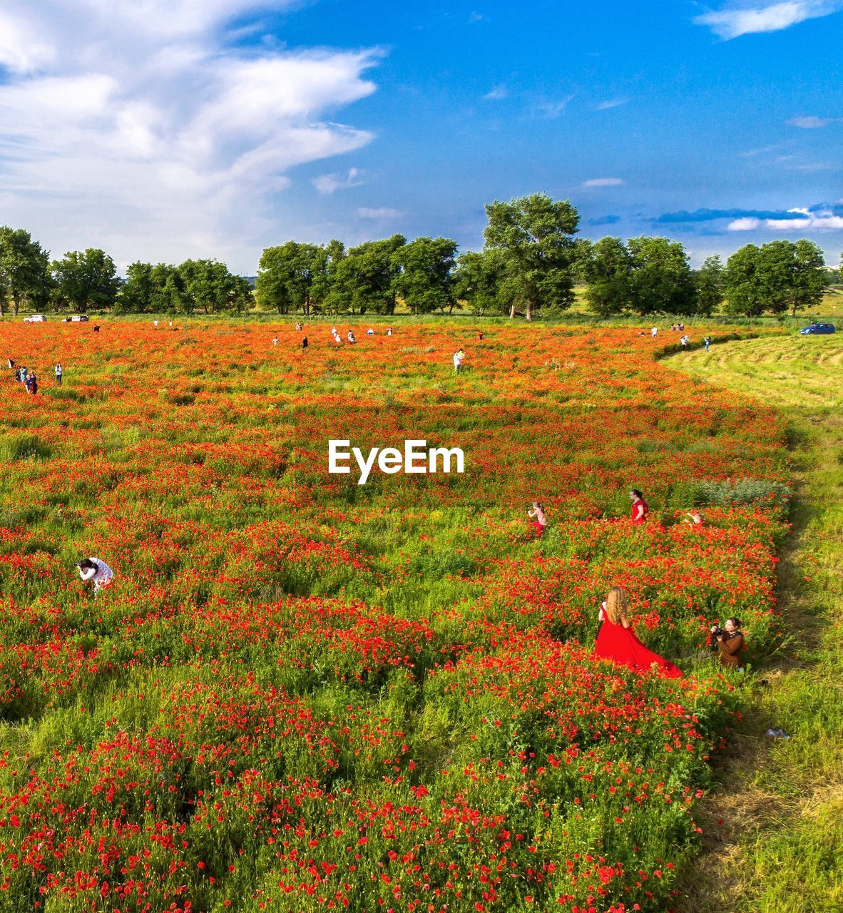 SCENIC VIEW OF RED FLOWERING PLANTS ON FIELD AGAINST SKY