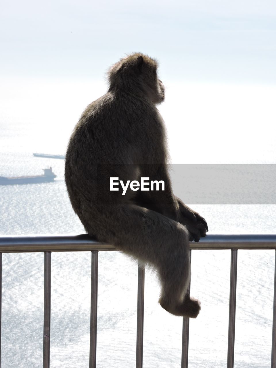 Side view of monkey sitting by sea against sky