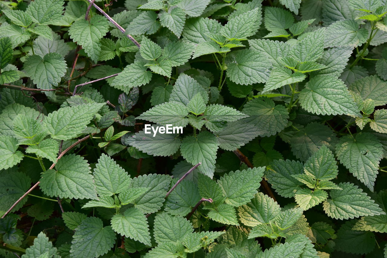 Full frame shot of plants growing in forest