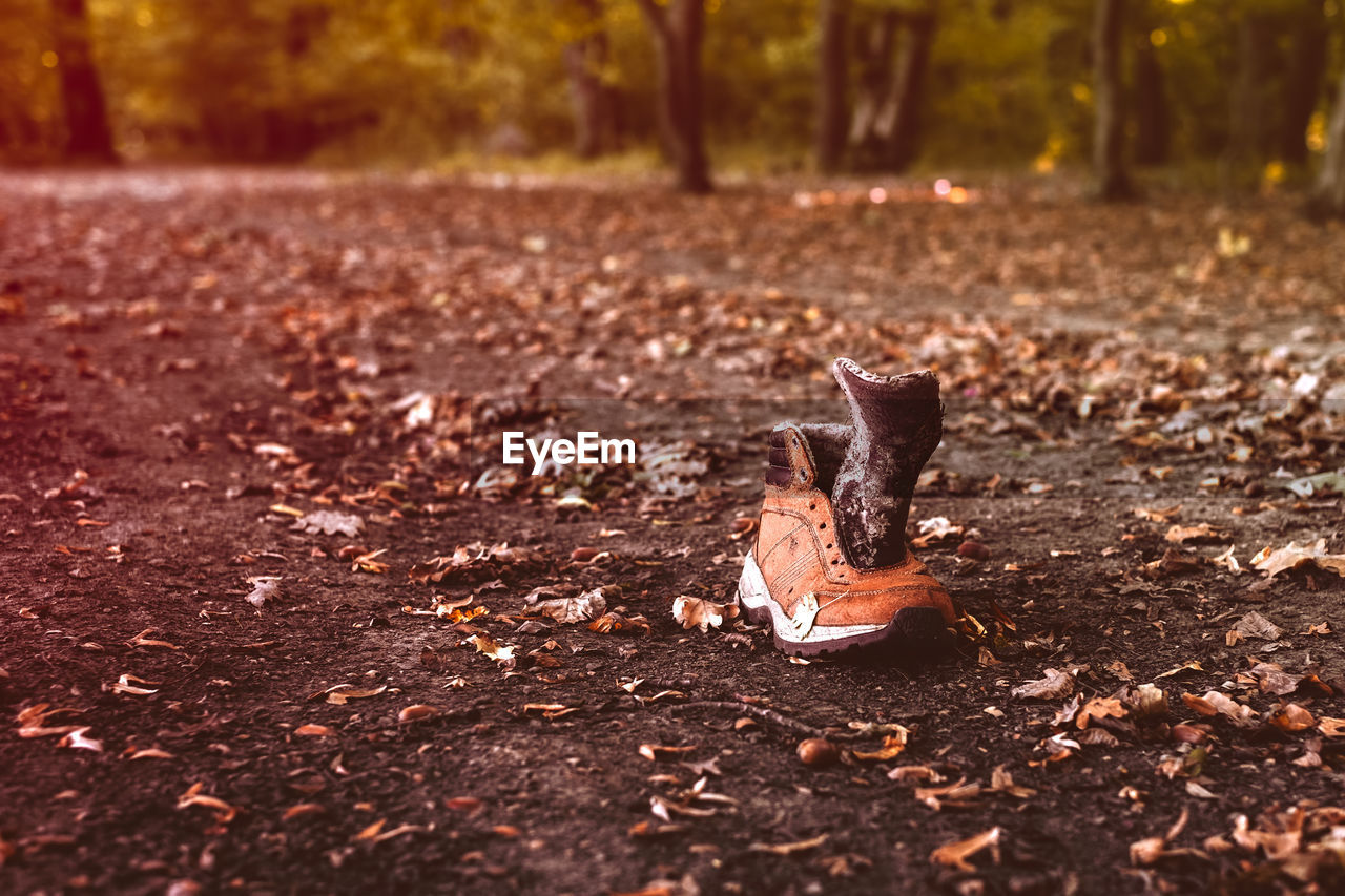 CLOSE-UP OF FALLEN LEAVES ON FIELD IN FOREST