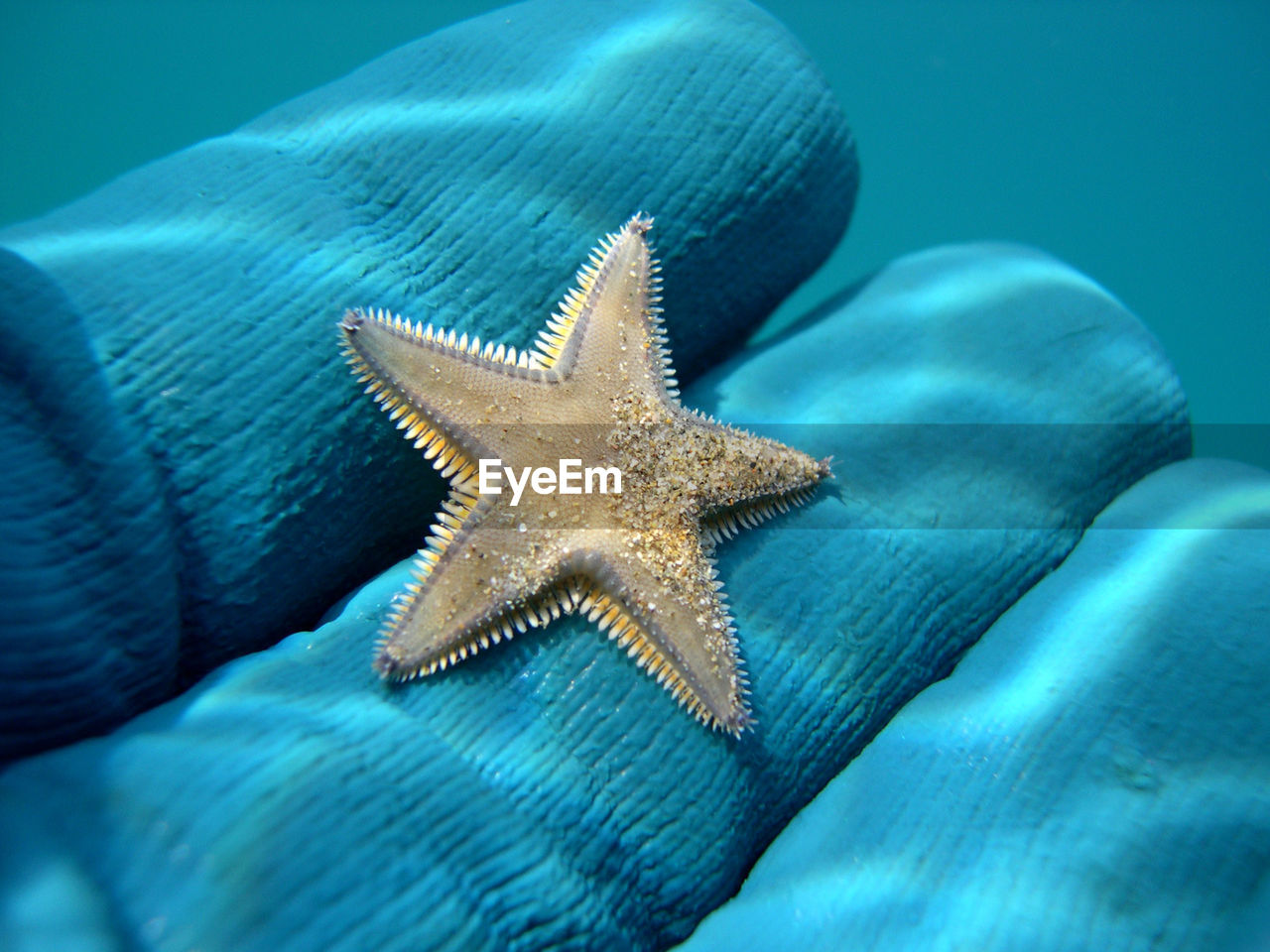 HIGH ANGLE VIEW OF STARFISH