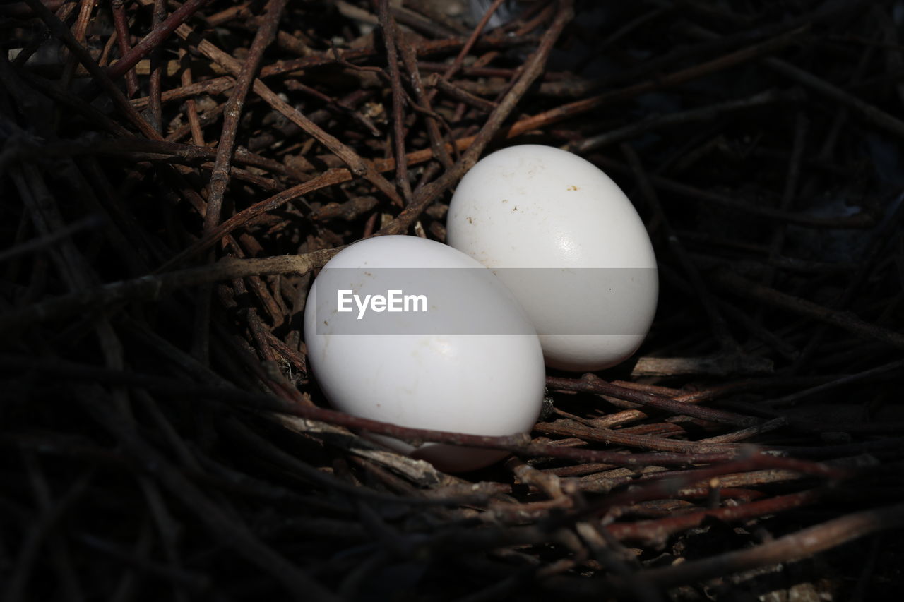 Close-up of easter eggs in nest