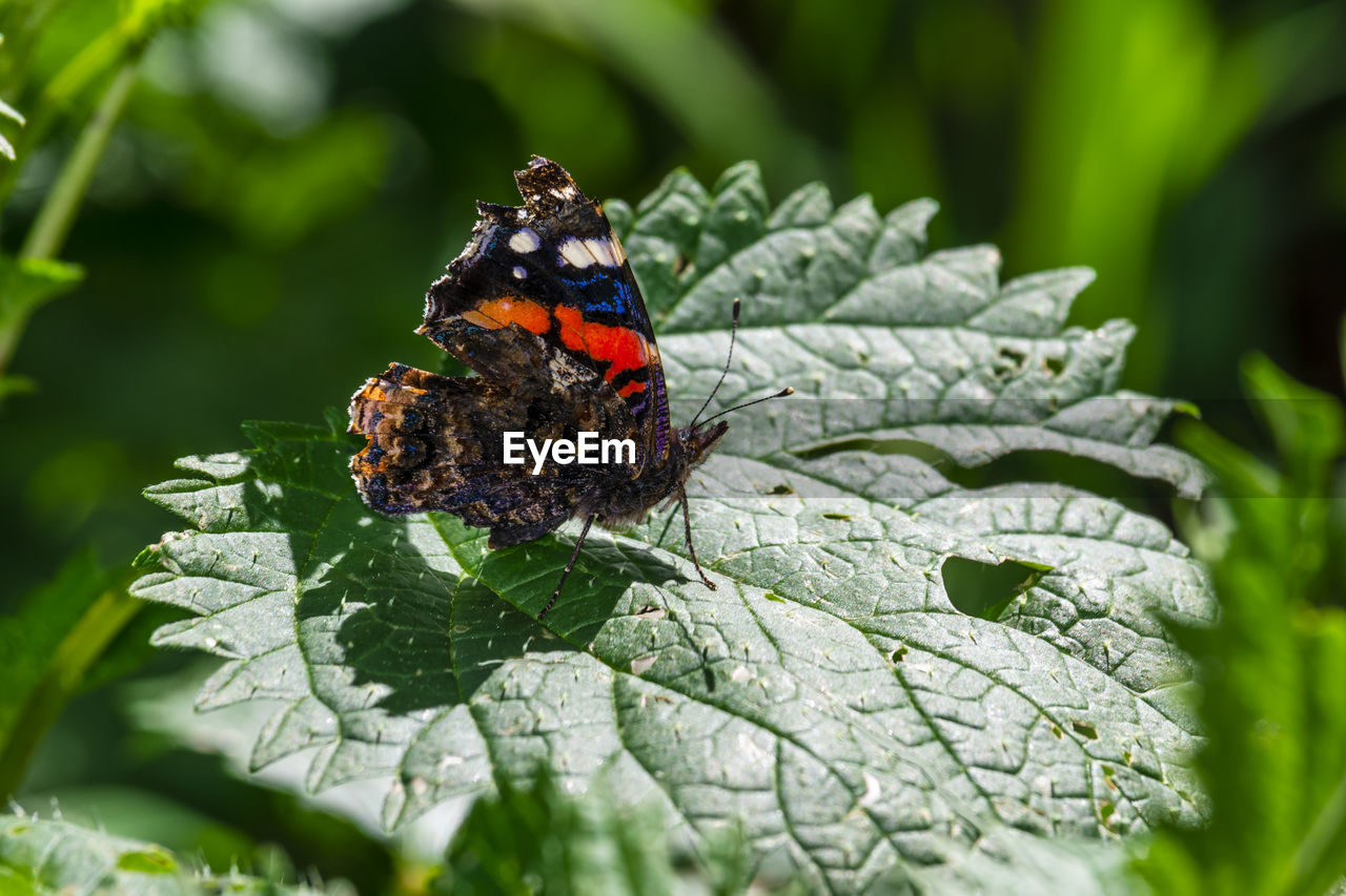 Close-up of butterfly on a nettles leaf