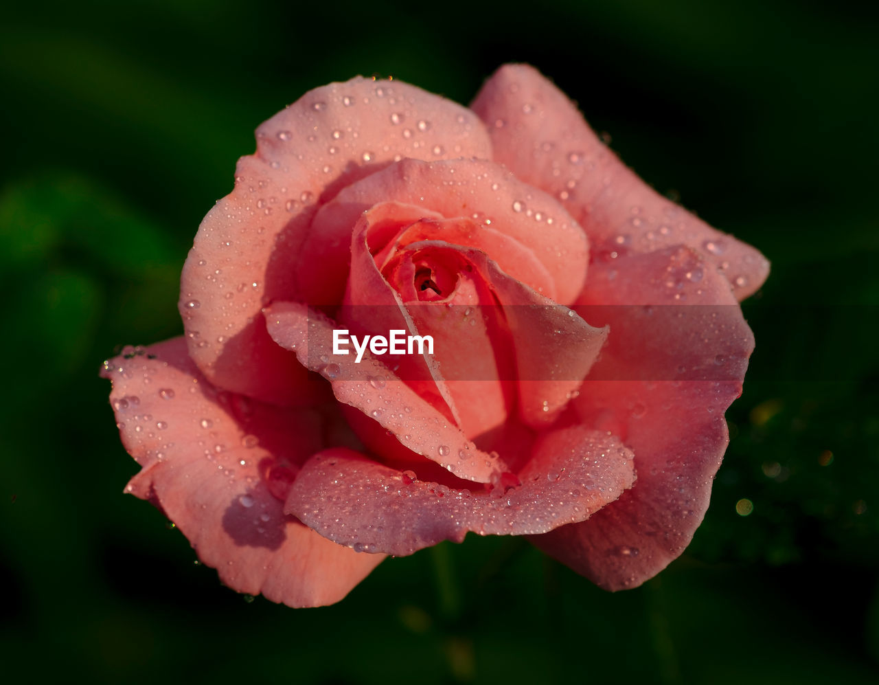 CLOSE-UP OF WATER DROPS ON ROSE