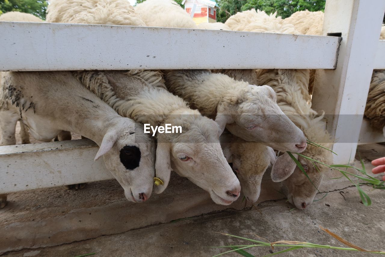 HIGH ANGLE VIEW OF SHEEP EATING FOOD OUTDOORS