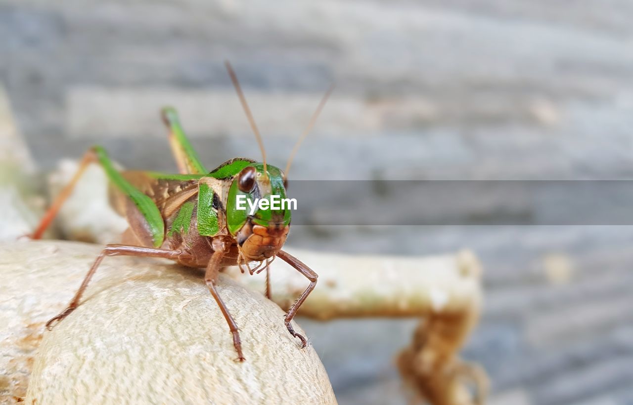 Close-up of grasshopper