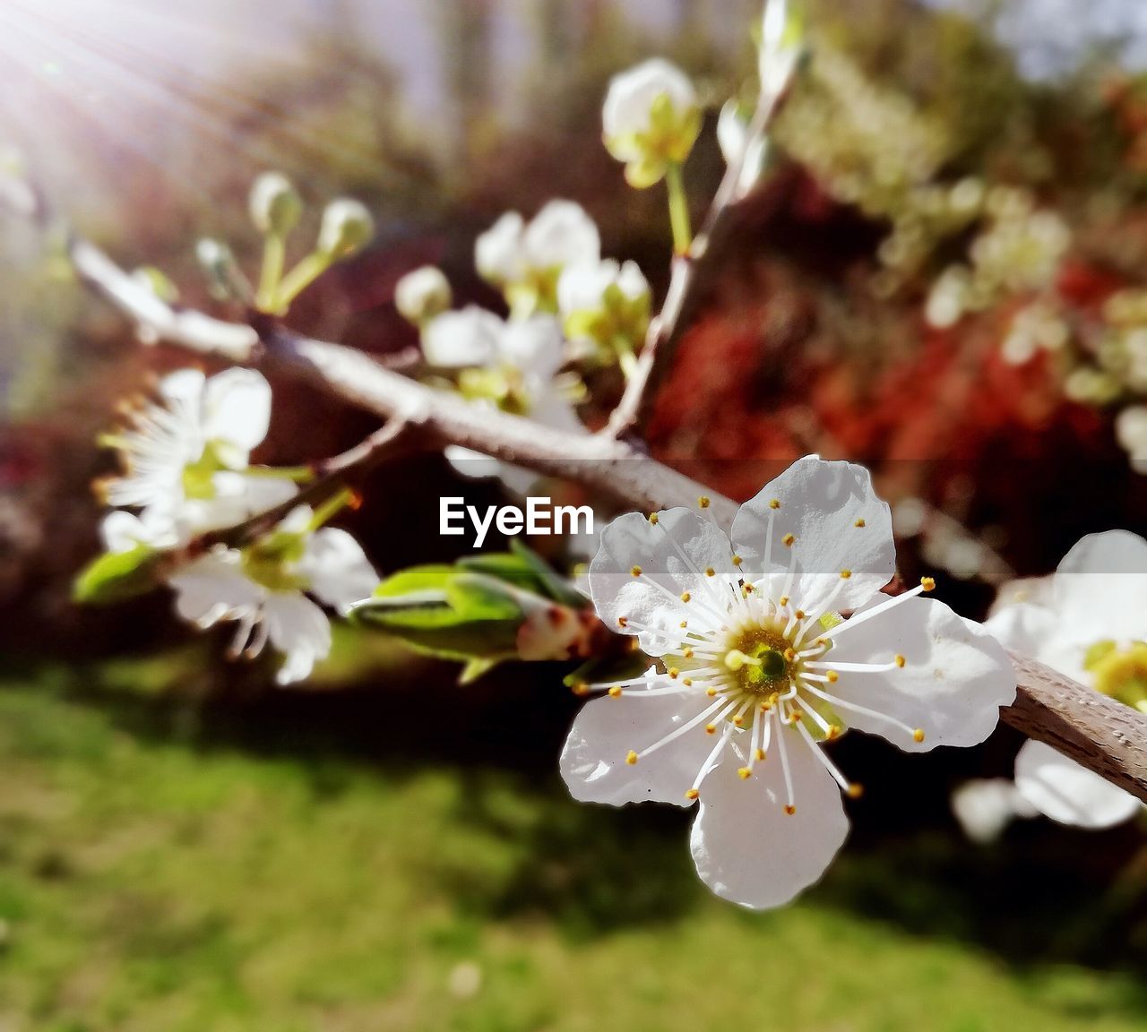 Close-up of white cherry blossom