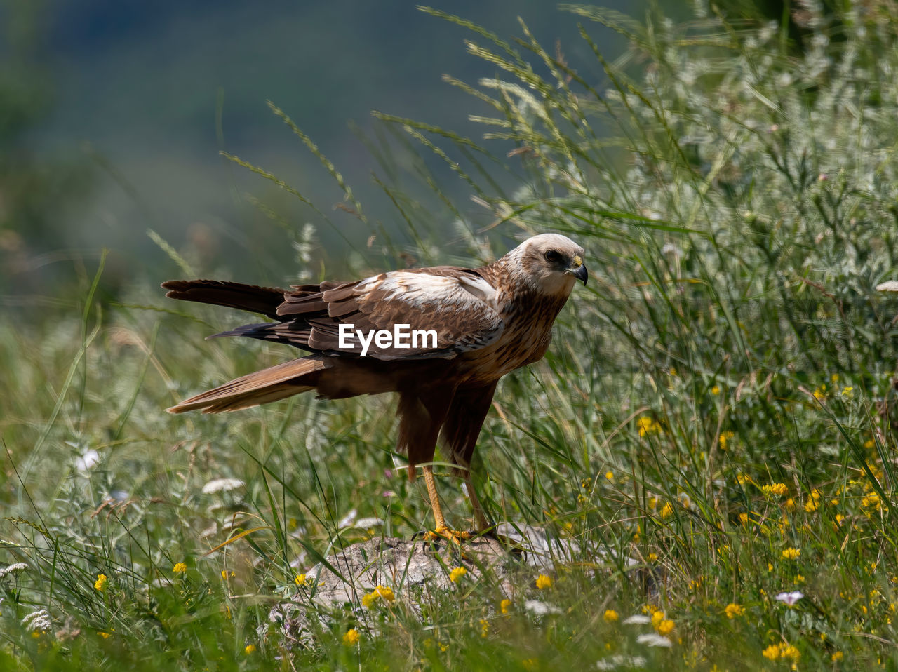 animal themes, animal, animal wildlife, wildlife, bird, nature, one animal, plant, grass, prairie, bird of prey, no people, flower, outdoors, beauty in nature, day, full length, side view