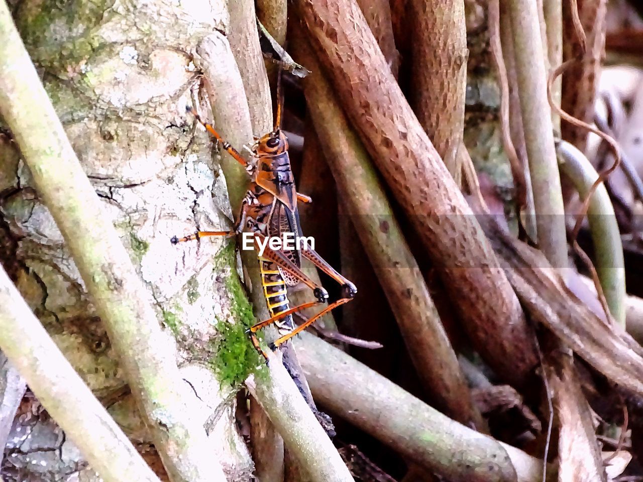 CLOSE-UP OF INSECT ON TREE