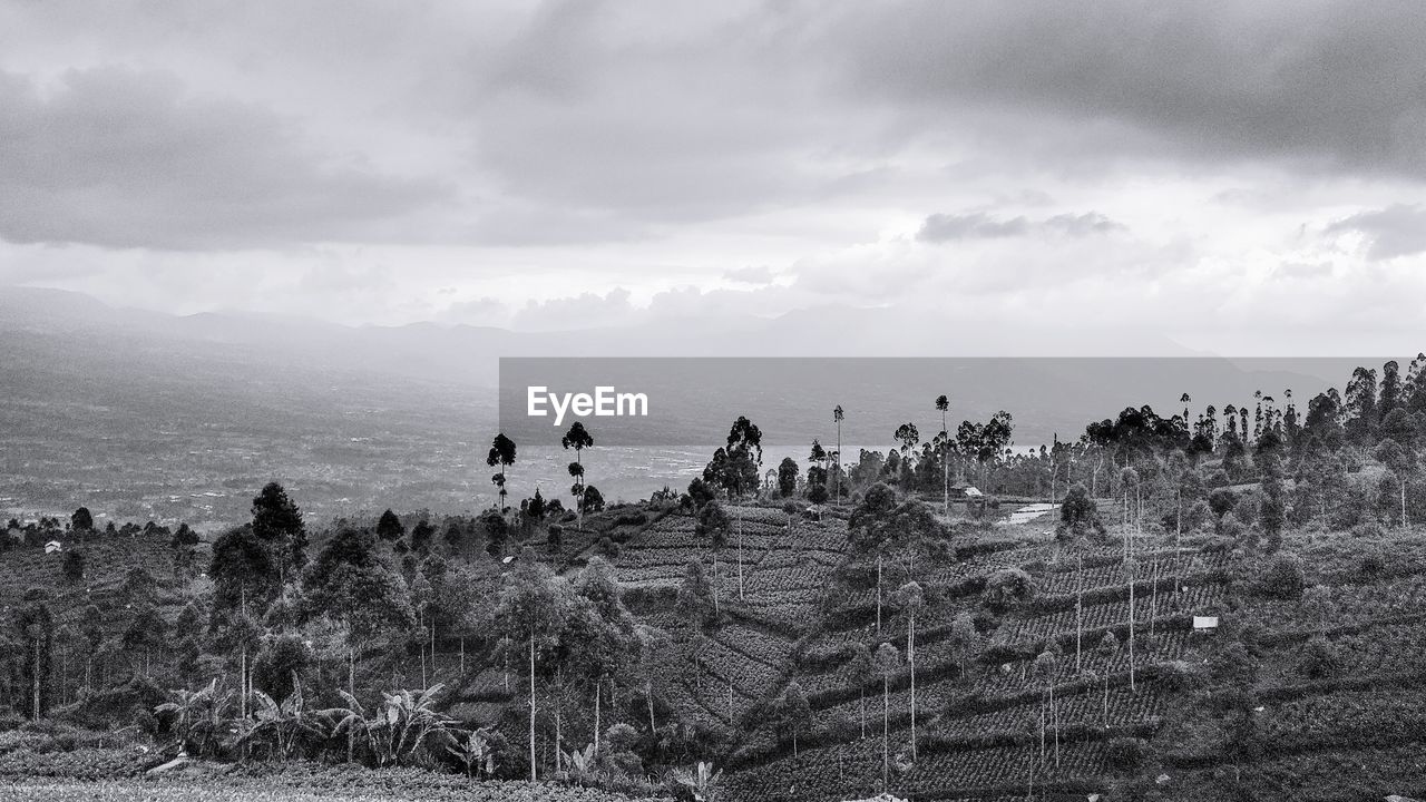 The beautiful black and white landscape on the hill looks tall and big trees on the mountain