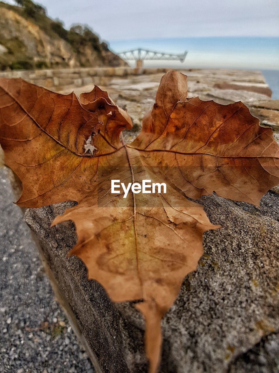 CLOSE-UP OF DRY LEAF ON WATER