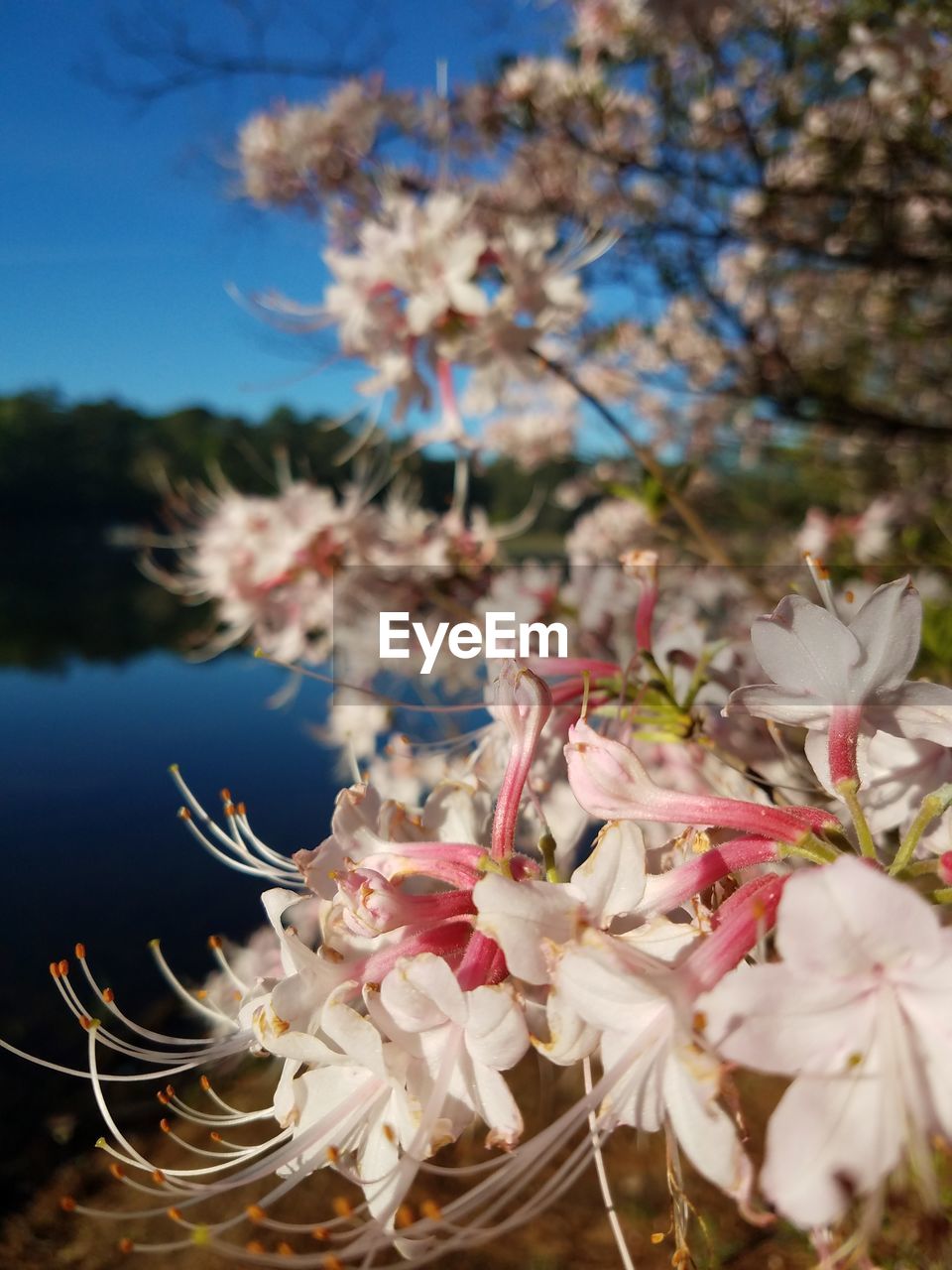 Close-up of pink flowers blooming on tree