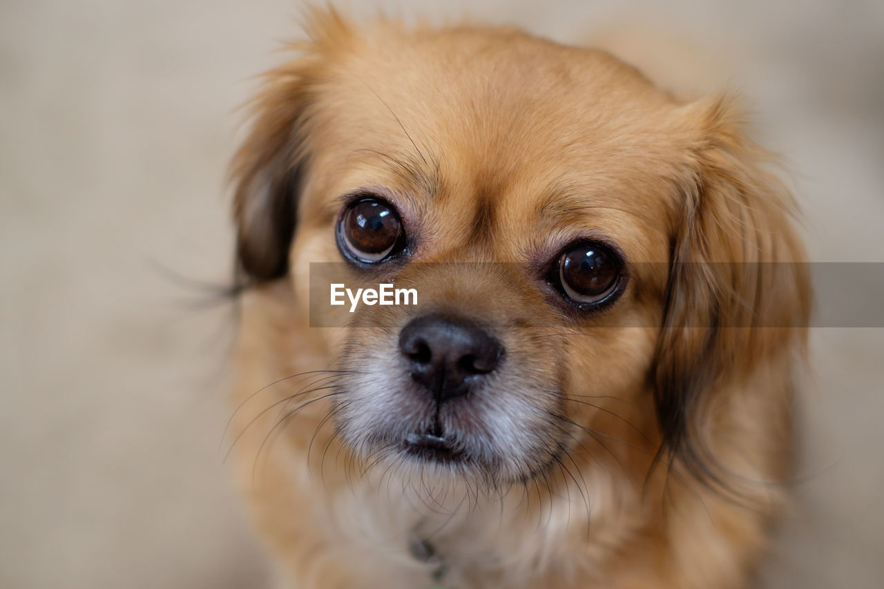 Close-up portrait of dog siting on carpet