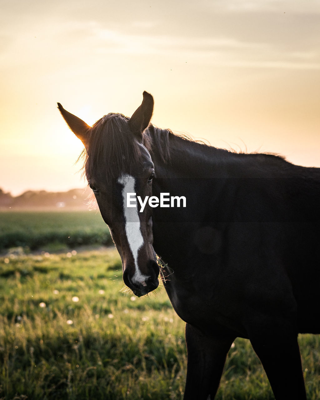 Close-up of a horse on field