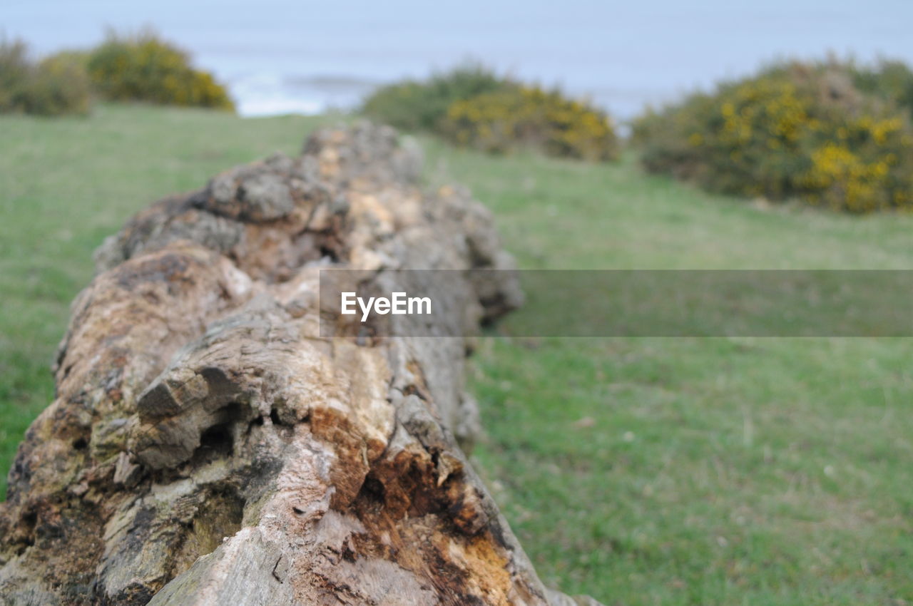 CLOSE-UP OF TREE TRUNK IN FIELD