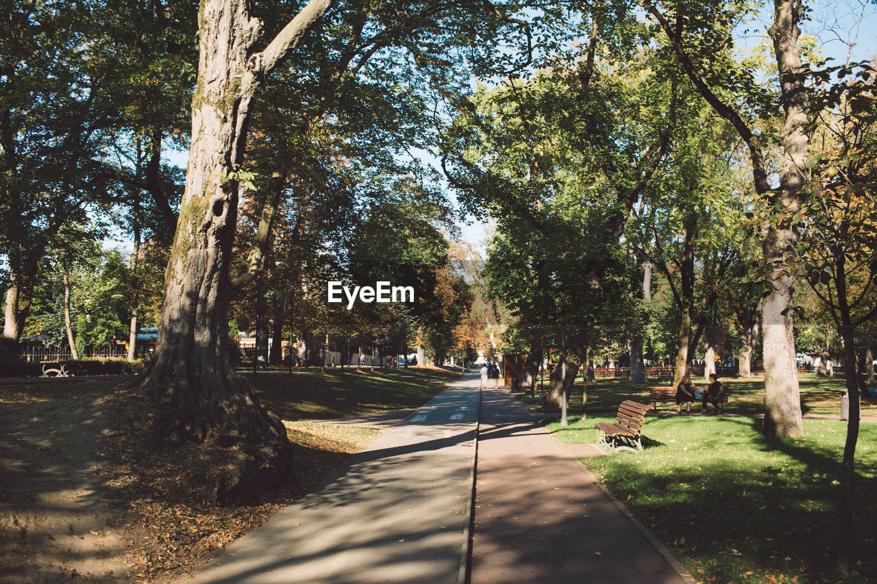 TREES IN PARK