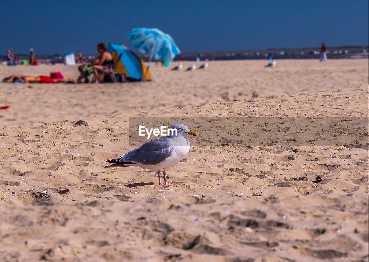 Seagull on beach