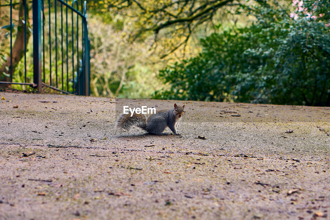 View of squirrel on ground