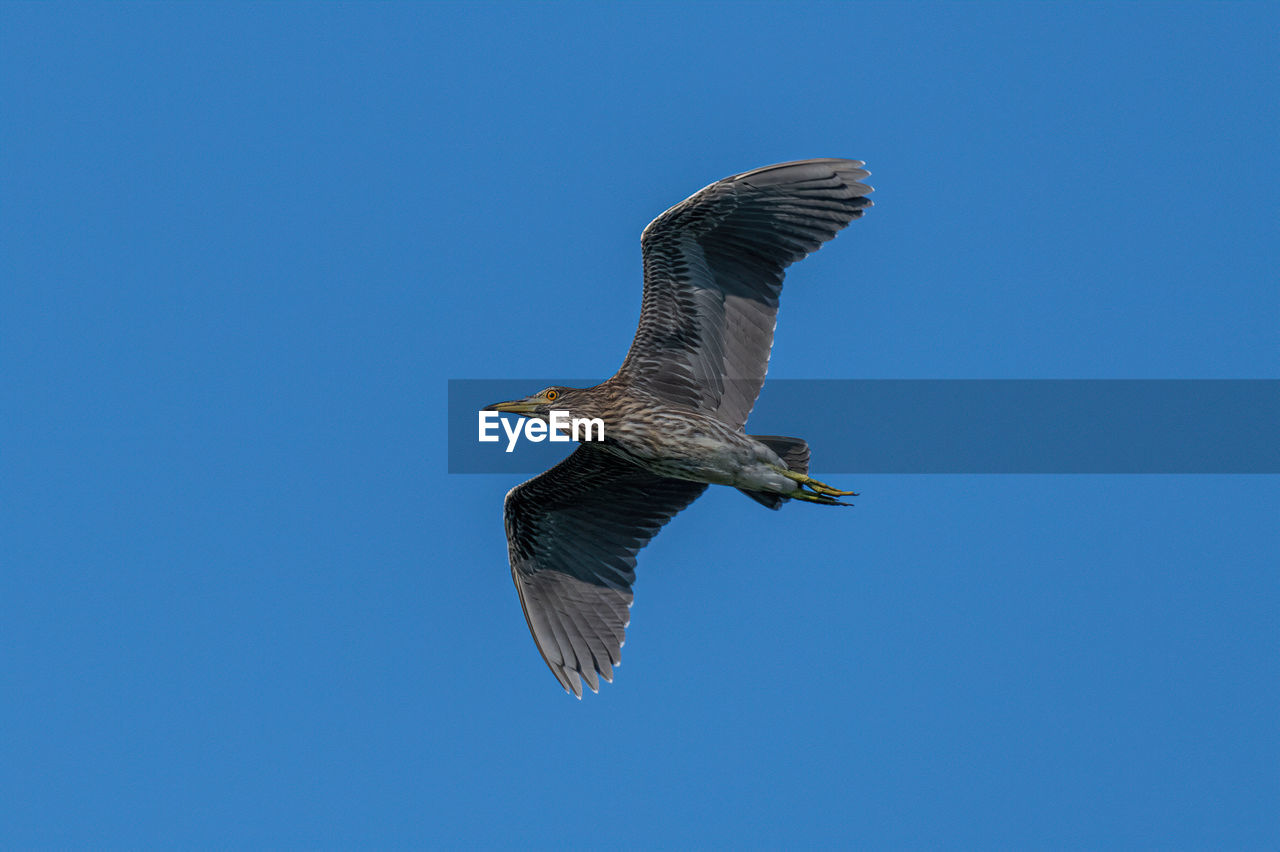 LOW ANGLE VIEW OF EAGLE FLYING AGAINST CLEAR SKY